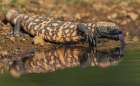 Gila monster quenching its thirst in southern Arizona Art Print